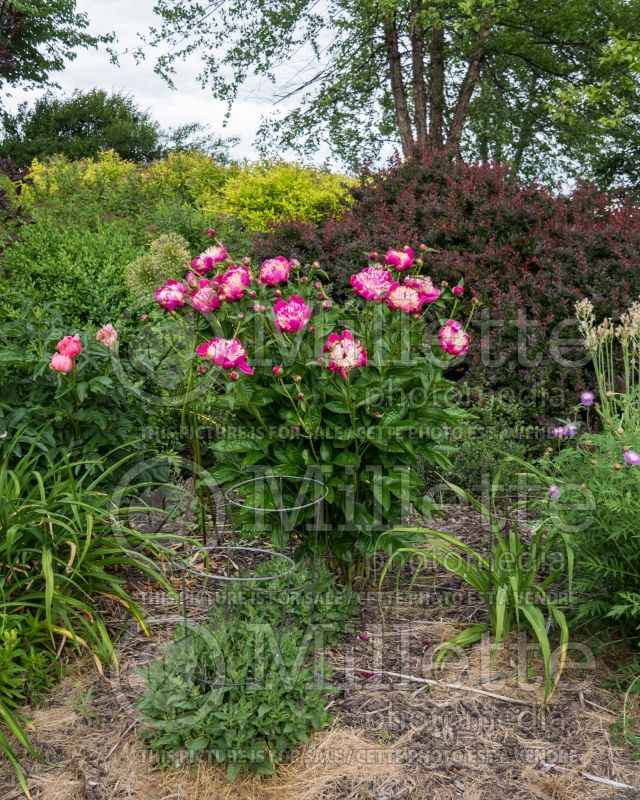 Paeonia Maxcine Wolfe (Peony) 4 