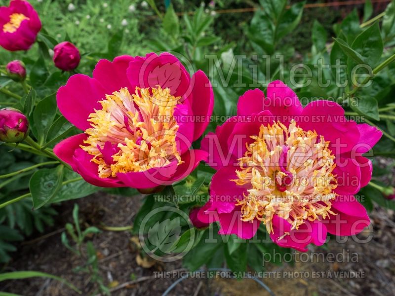 Paeonia Maxcine Wolfe (Peony) 2 