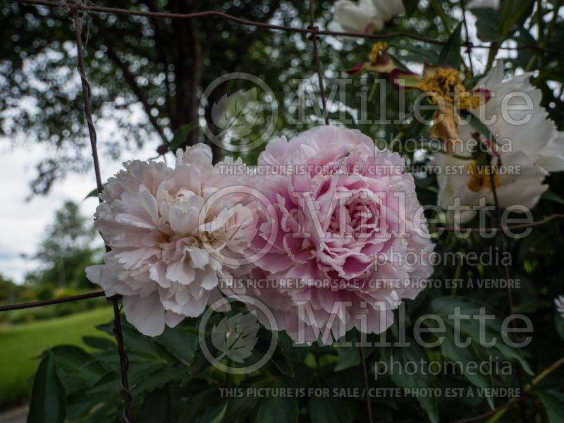 Paeonia Minuet (Peony) 2 