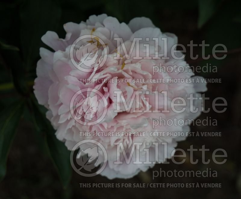 Paeonia Minuet (Peony) 1 