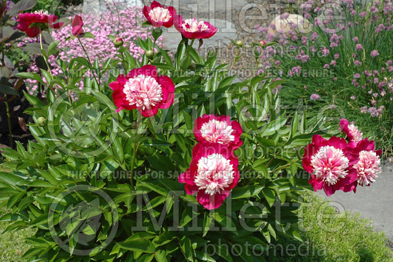 Paeonia Nellie Shaylor (Peony) 1  