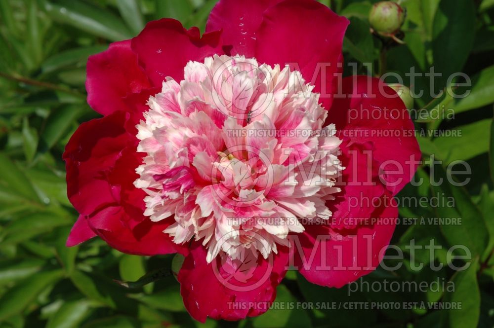 Paeonia Nellie Shaylor (Peony) 2  