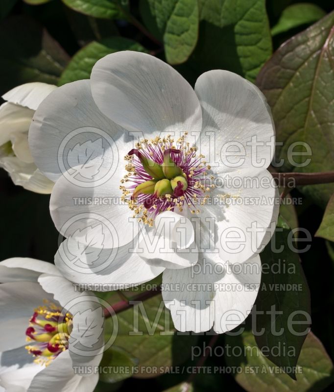 Paeonia obovata alba (Peony) 1 