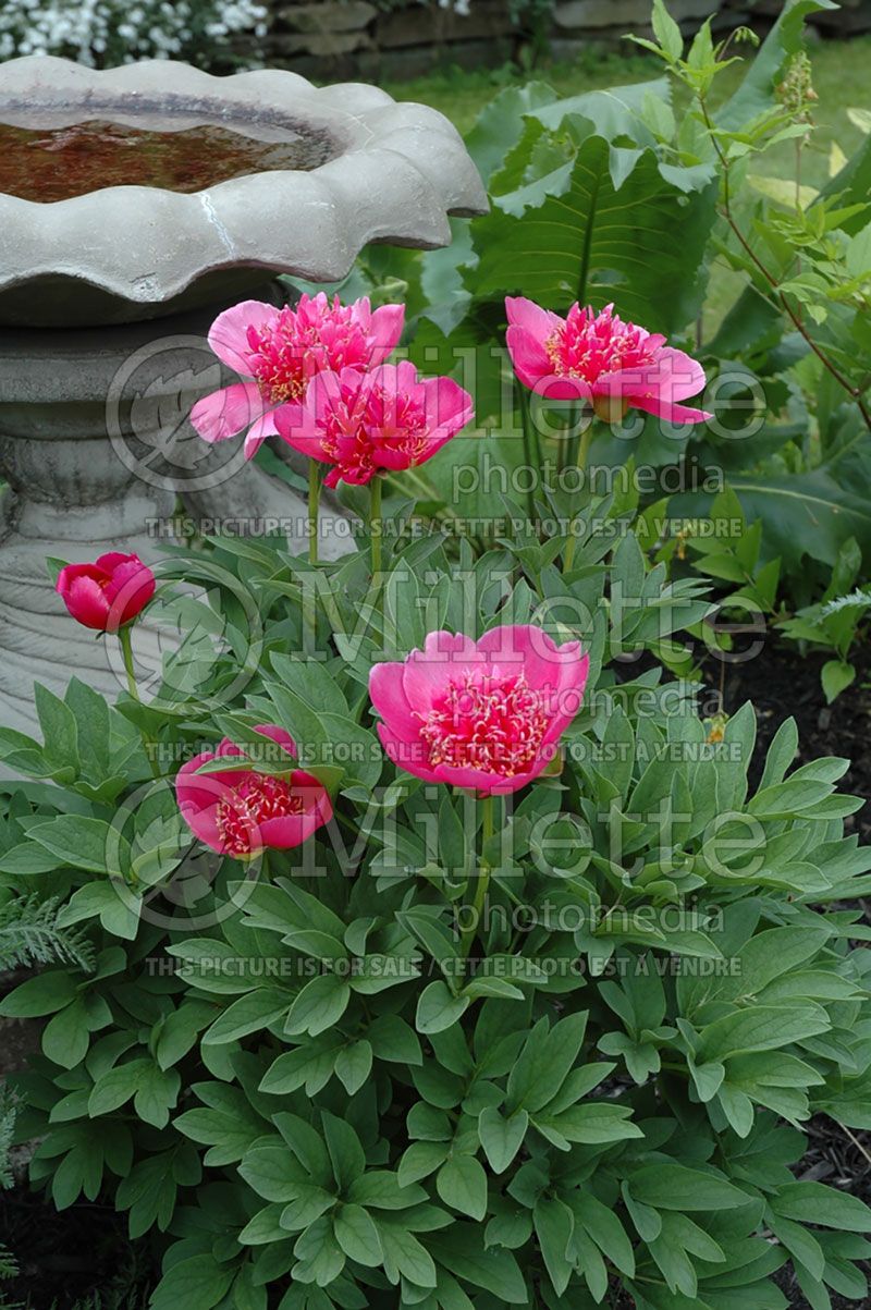 Paeonia Anemoniflora (Peony)  7