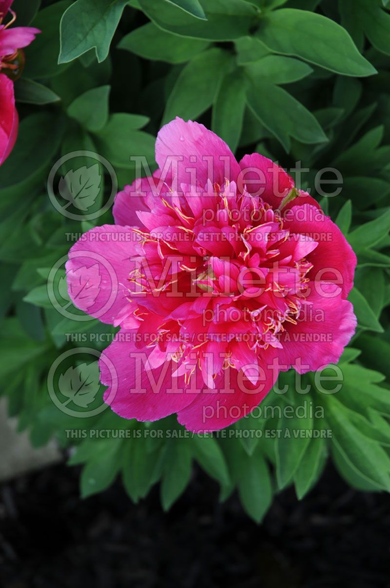 Paeonia Anemoniflora (Peony)  3