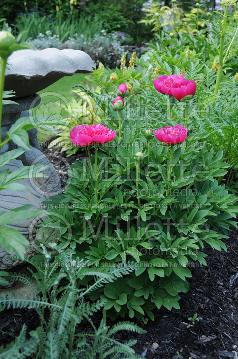 Paeonia Anemoniflora (Peony)  6