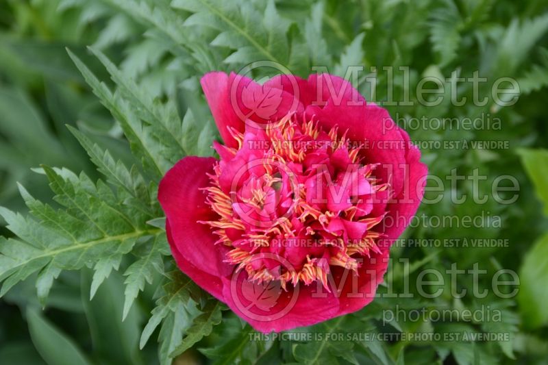 Paeonia Anemoniflora (Peony) 8 