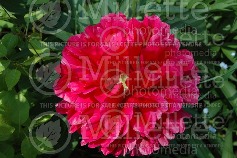 Paeonia Memorial Day (Peony) 1 