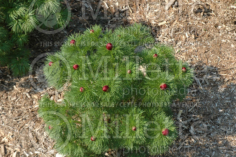 Paeonia tenuifolia plena (Fernleaf peony) 7 