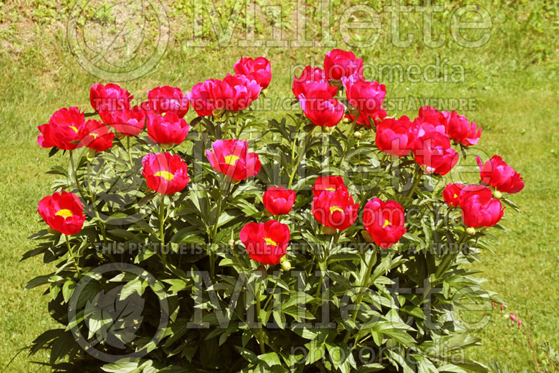 Paeonia Scarlet O'Hara (Peony) 2 