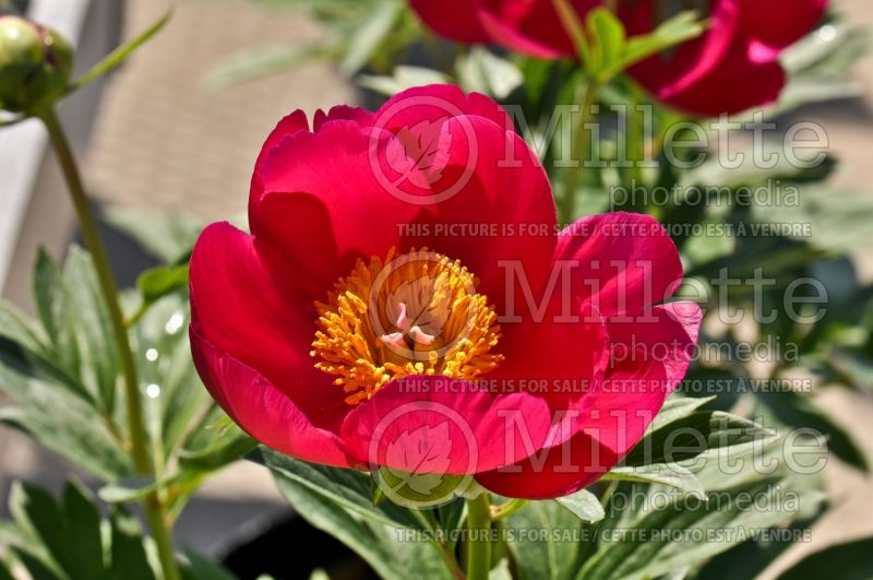 Paeonia Scarlet O'Hara (Peony) 3 