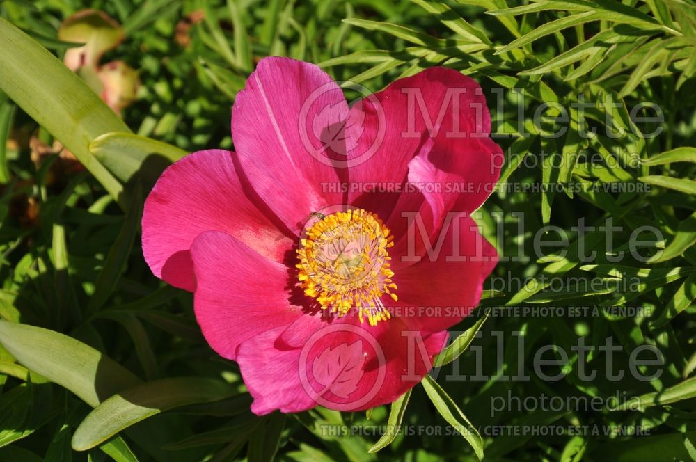 Paeonia Paula Fay (Peony) 4