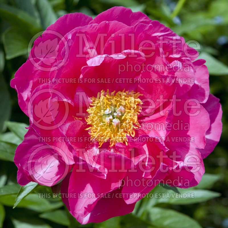 Paeonia Paula Fay (Peony) 3