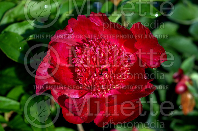 Paeonia Port Royale (Peony)  3