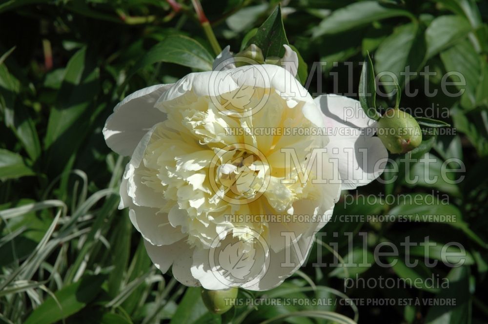 Paeonia Primevere aka Primavera (Peony) 4 