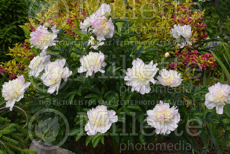 Paeonia Raspberry Sundae (Peony) 3 