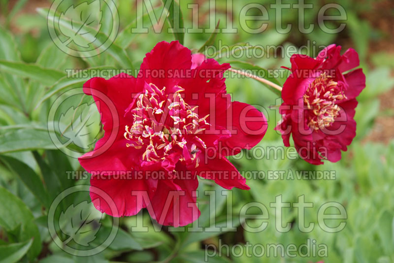 Paeonia Ray Payton (Peony) 2 