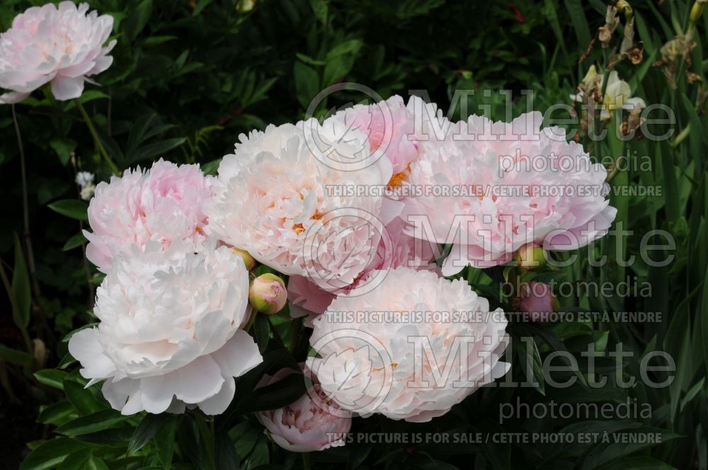 Paeonia Reine Deluxe (Peony) 1 