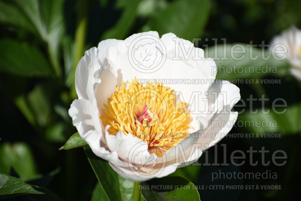 Paeonia Requiem (Peony) 2 