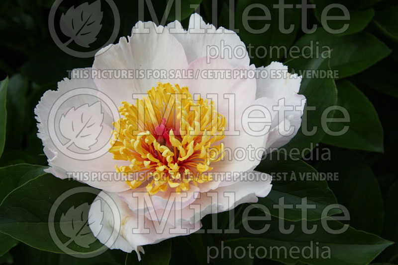 Paeonia Requiem (Peony) 1