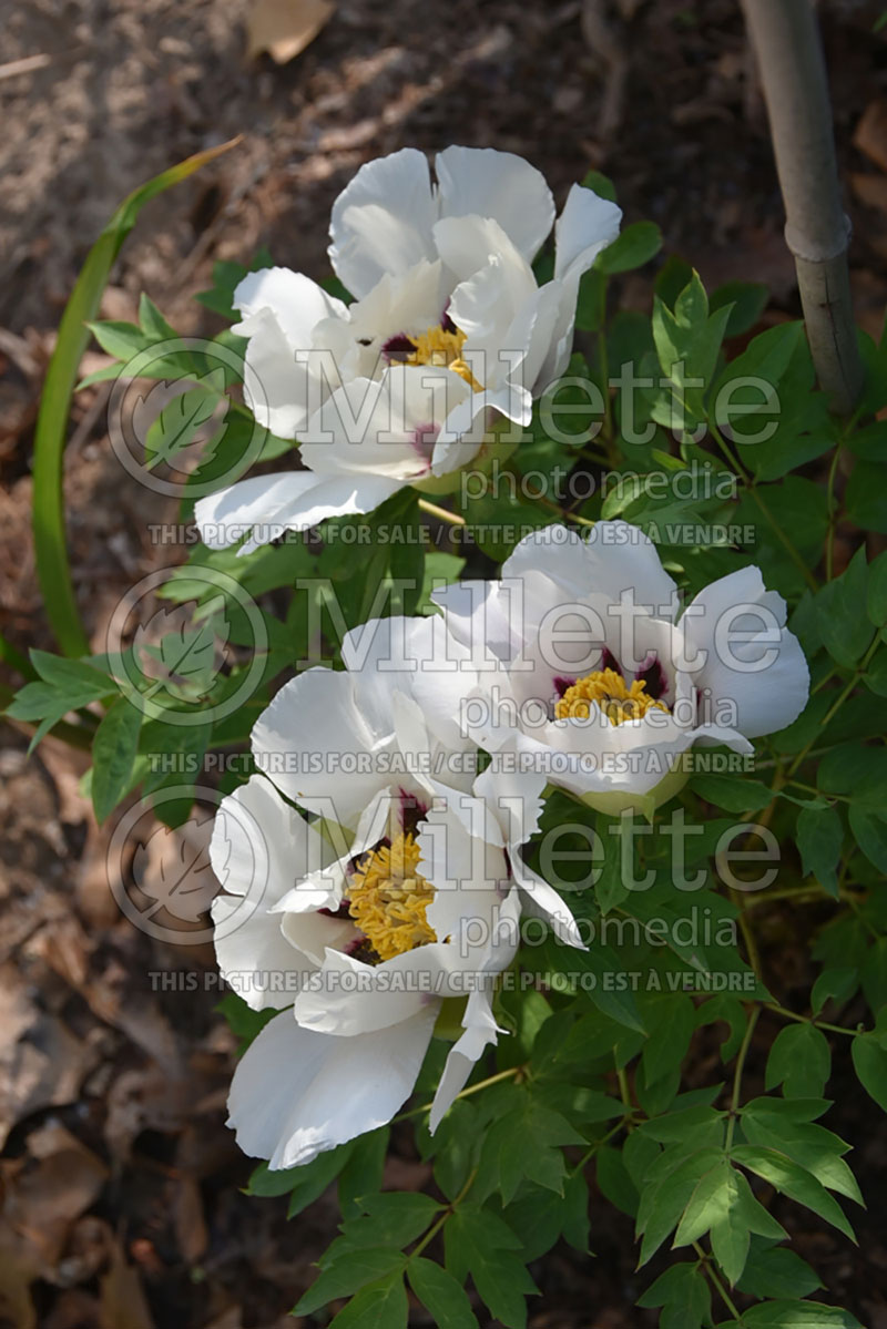 Paeonia Bing Shan Xue Lian (Peony) 2 