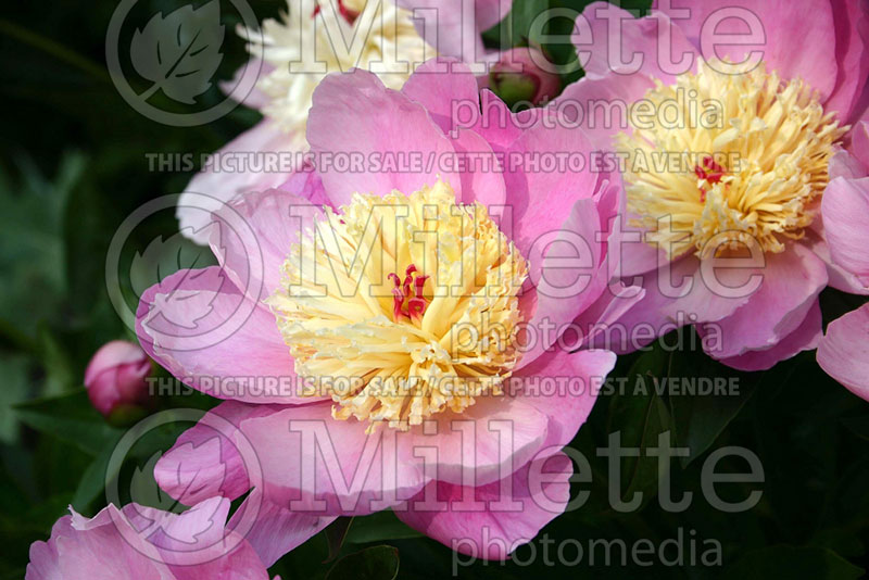 Paeonia Rosaurea (Peony) 1 