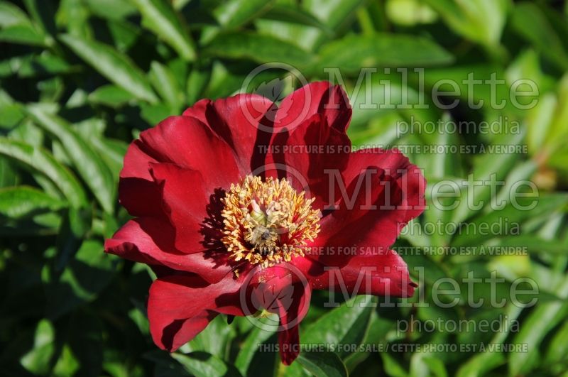 Paeonia Rubyette (Peony) 1  