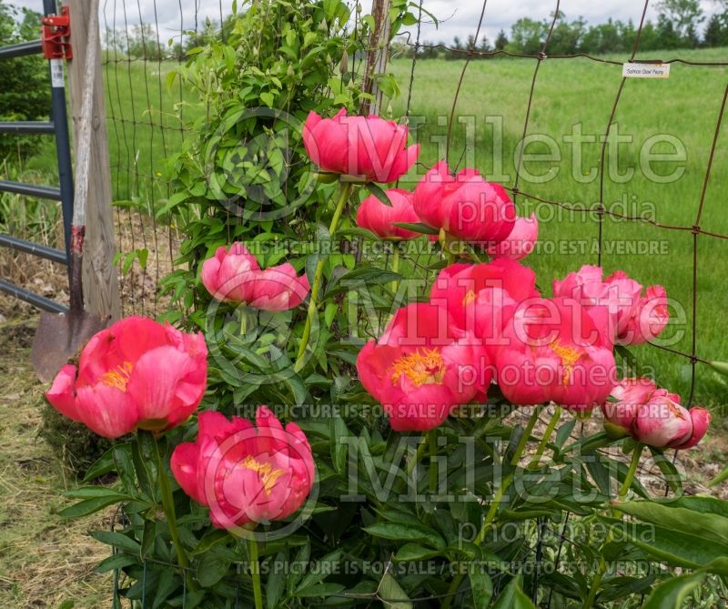 Paeonia Salmon Glow (Peony) 4 