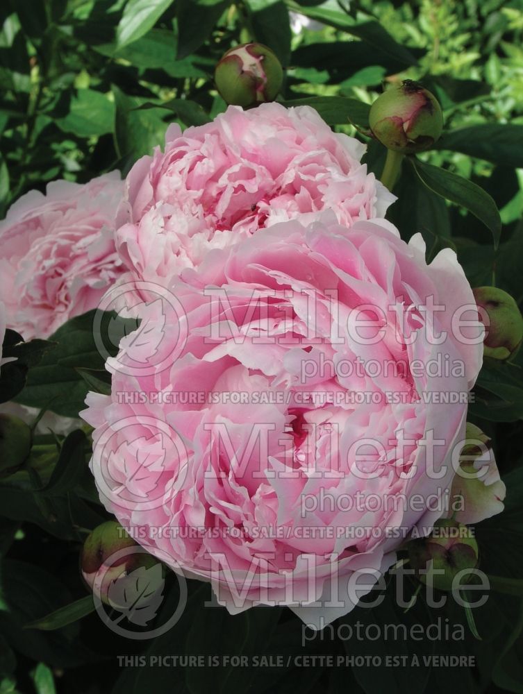 Paeonia Sarah Bernhardt (Peony) 1 