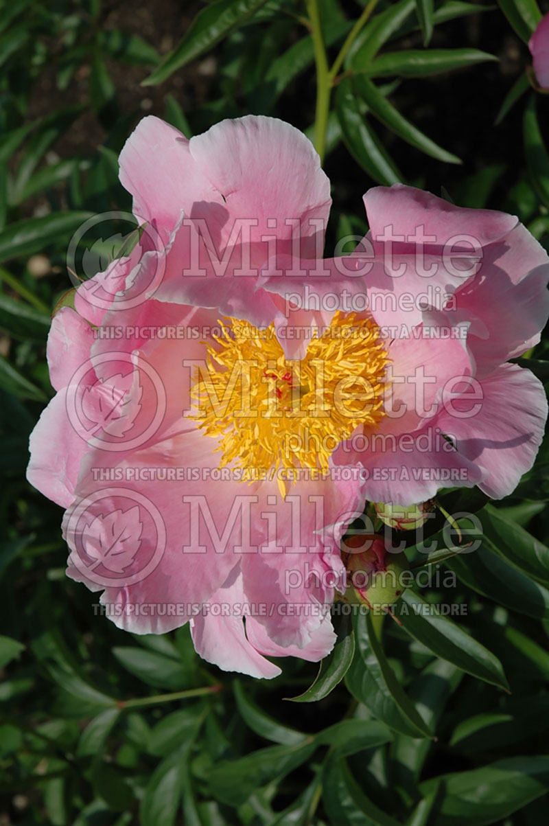 Paeonia Sea Shell (Peony)  2