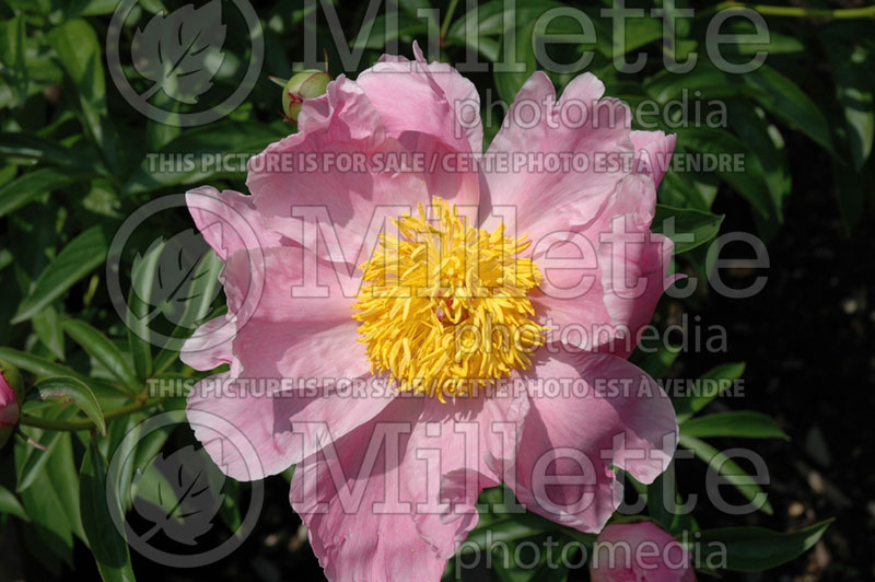 Paeonia Sea Shell (Peony)  3