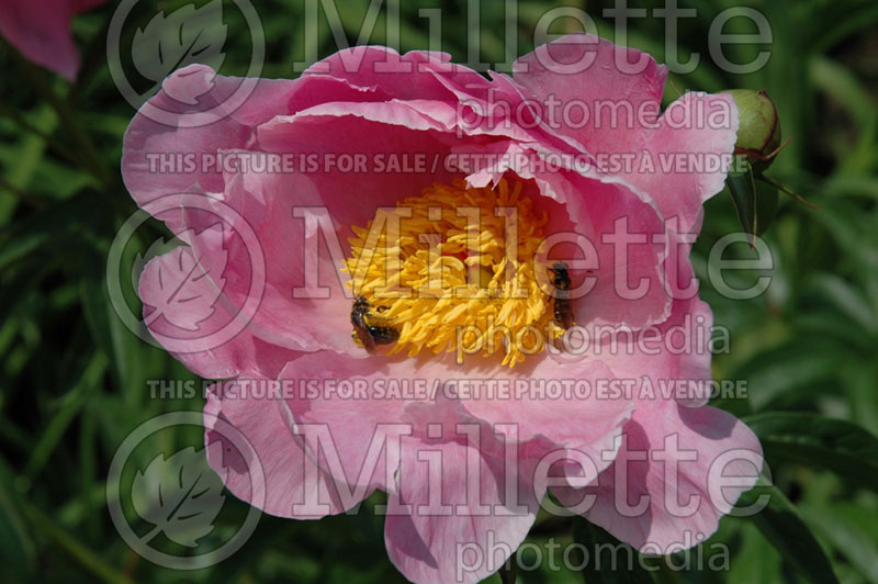 Paeonia Sea Shell (Peony)  4