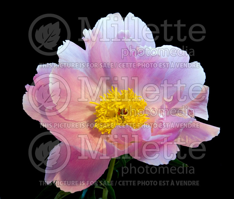 Paeonia Sea Shell (Peony)  5