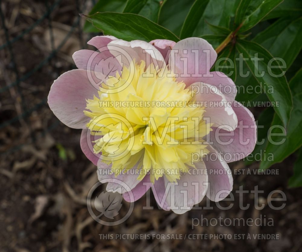 Paeonia Show Girl (Peony) 1 