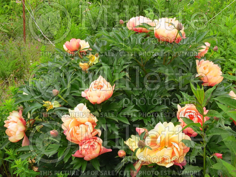 Paeonia Singing in the Rain (Peony) 1