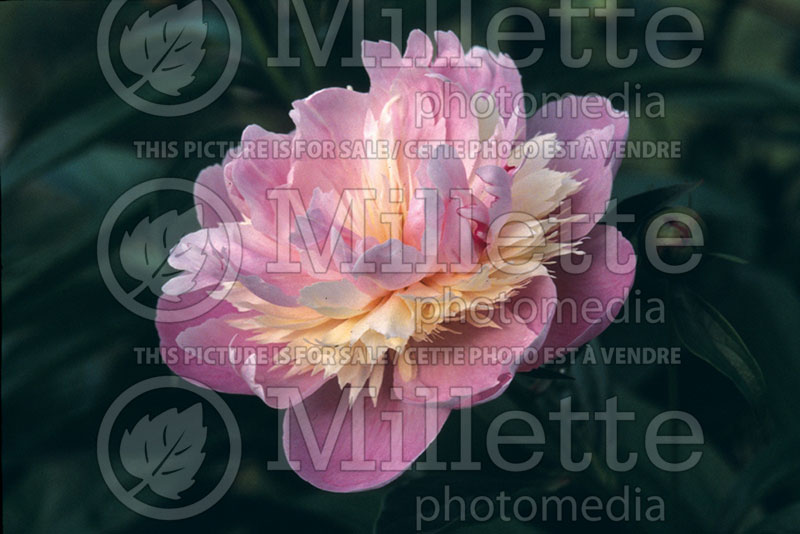 Paeonia Sorbet (Peony) 2 