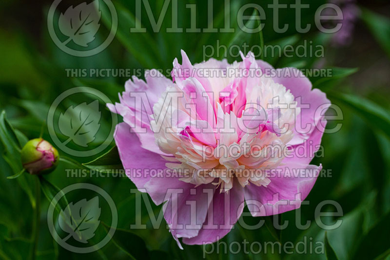 Paeonia Sorbet (Peony) 1 