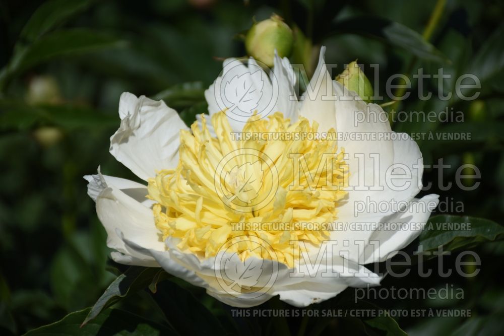 Paeonia Stellar Charm (Peony) 1 