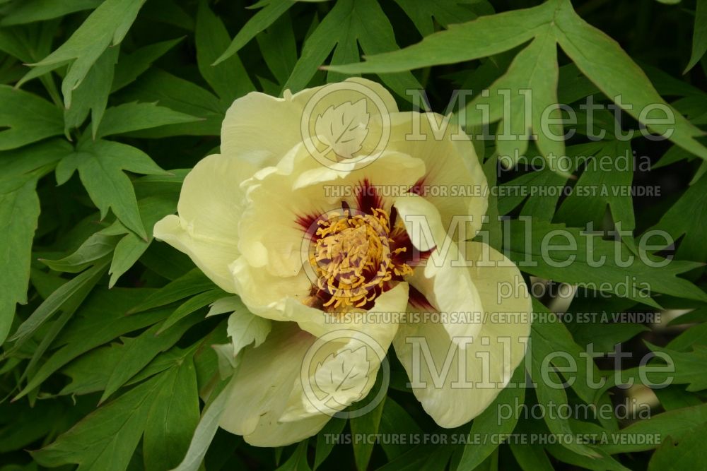 Paeonia Arcadia (Peony) 1 