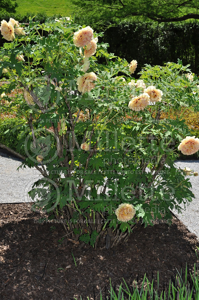 Paeonia Golden Mandarin (Peony) 1 