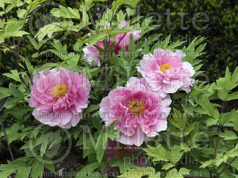 Paeonia Hakugan (Peony) 1