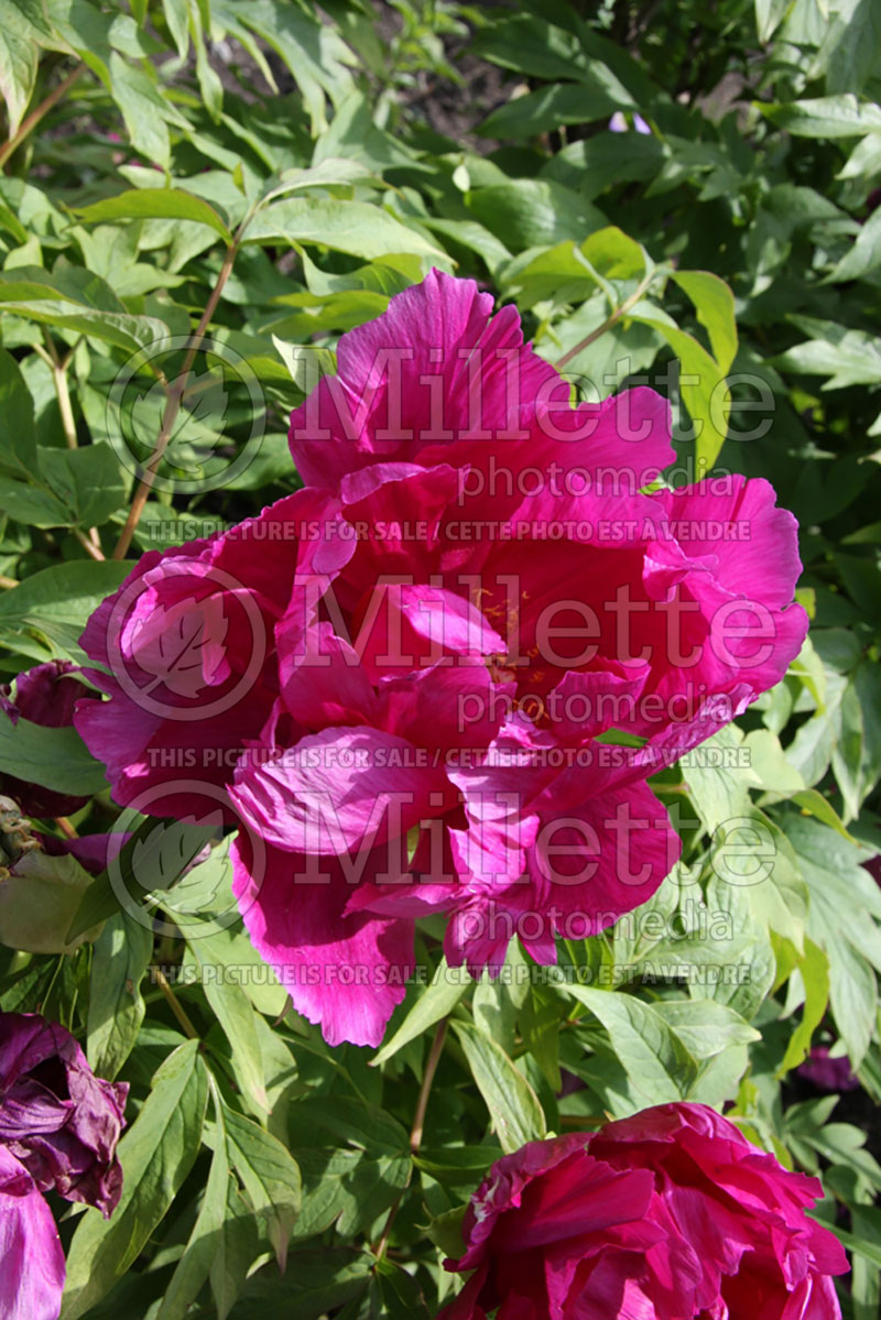 Paeonia Hana Daijin (Peony) 7 