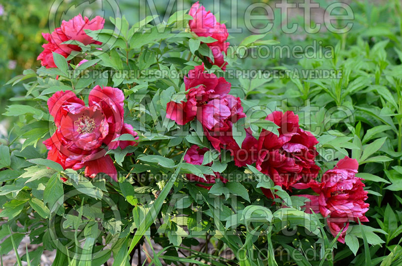 Paeonia Hana Daijin (Peony) 5 