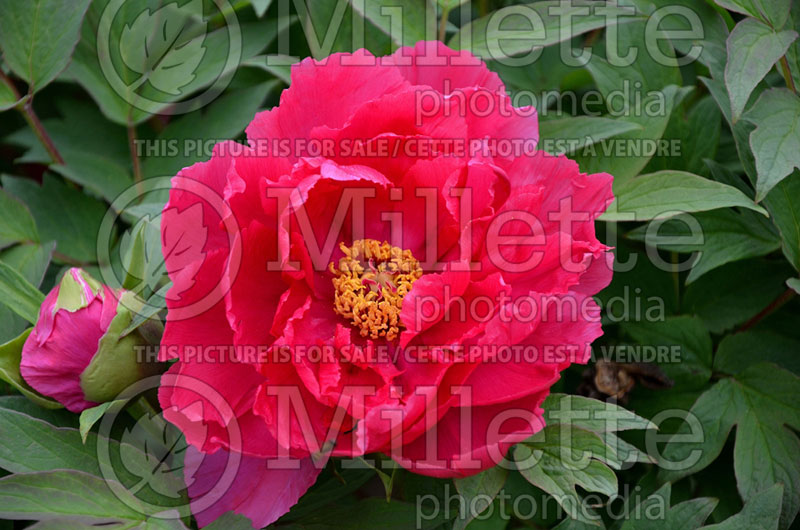 Paeonia Hana Daijin (Peony) 4 