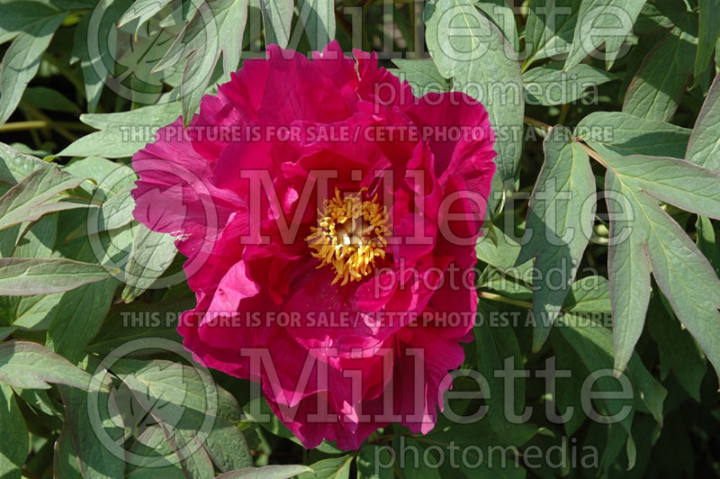 Paeonia Hana Daijin (Peony) 3 