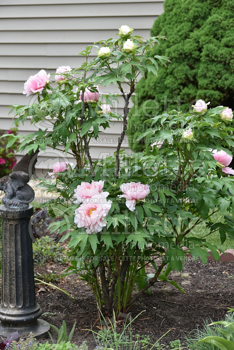 Paeonia Hanakisoi or Floral Rivaly (Peony) 1 