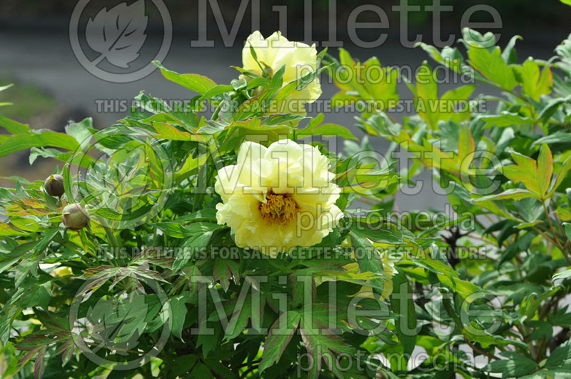 Paeonia High Noon ou Hai Huang (Peony) 1 