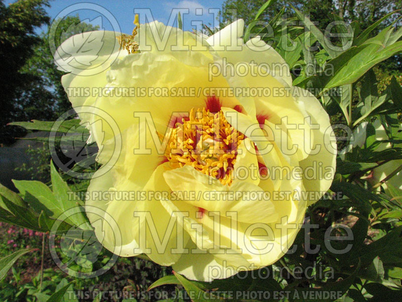 Paeonia High Noon or Hai Huang (Peony) 4 