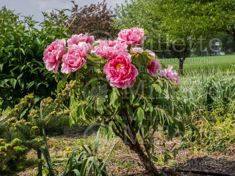 Paeonia Kamatanishiki or Kamata Tapestries (Peony) 1 