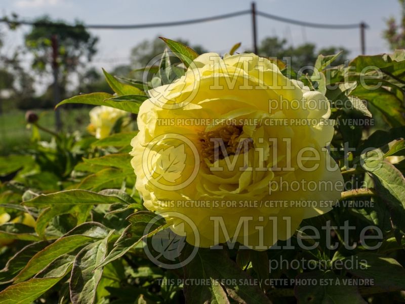 Paeonia Kinshi or Golden Bird (Peony) 1 